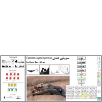 گونه خفاش سروتین هندی Indian Serotine